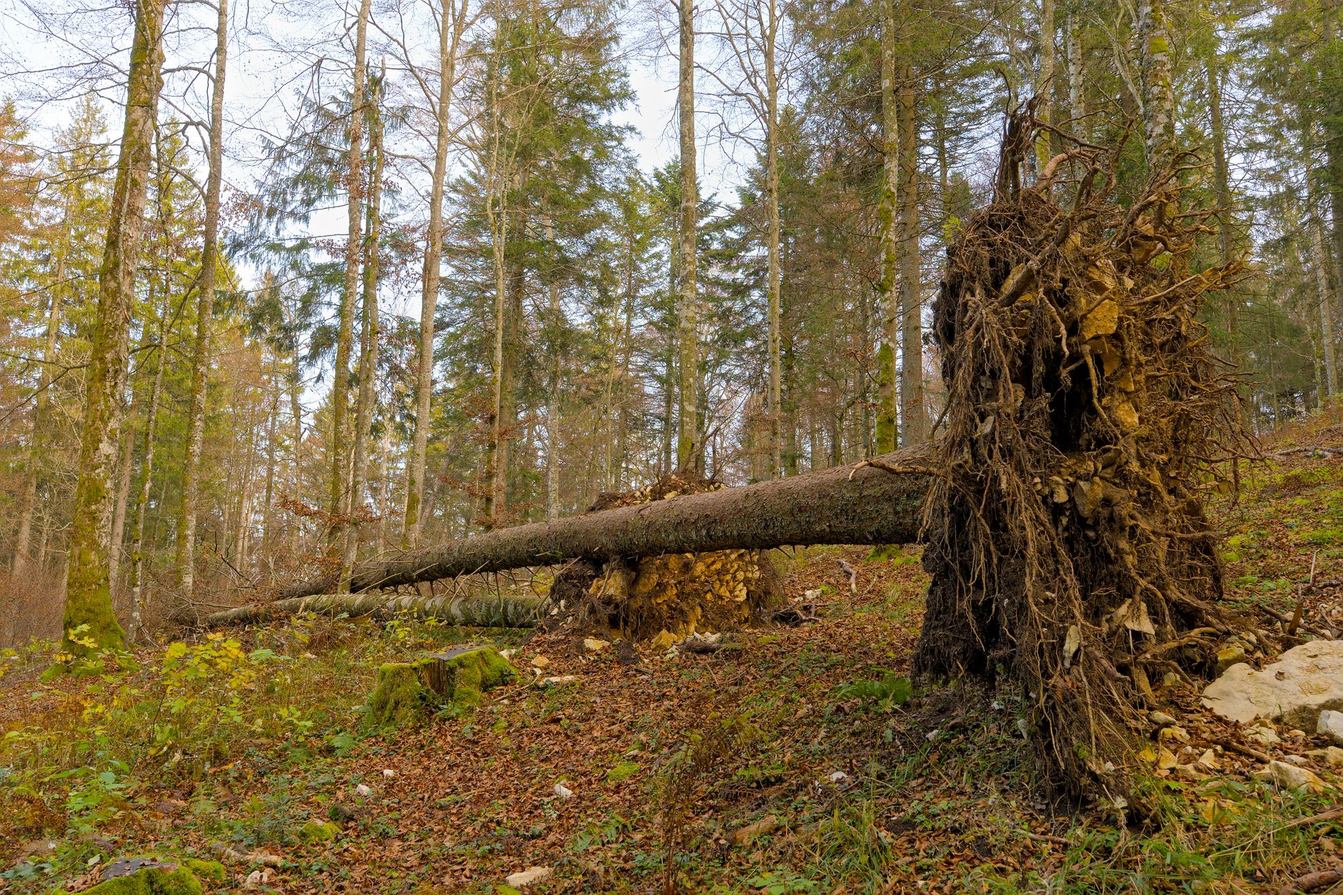 Enlèvement arbre urgence à Alençon